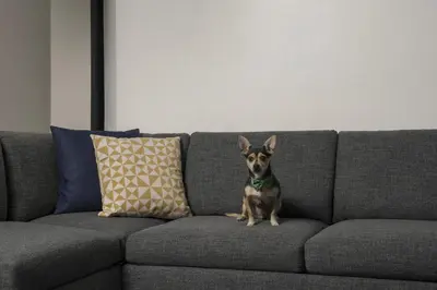 a small dog sitting on a gray couch at Hyatt Place Denver Cherry Creek in Denver