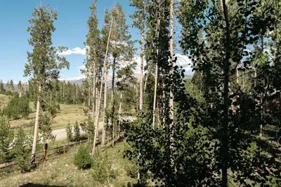 a view of a forest with tall trees at Alluring Rocky MTN Getaway - Free Parking - Fraser in Fraser