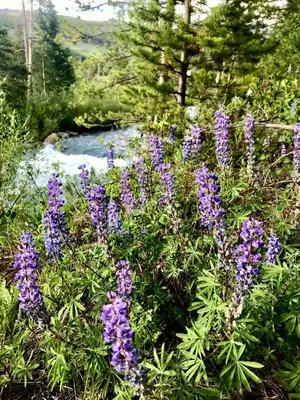 a bunch of purple flowers in front of a river at Flying Dutchman 1110 by SummitCove Lodging in Keystone