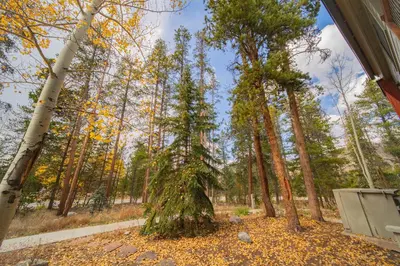 a small tree in the middle of a forest at Flying Dutchman 1110 by SummitCove Lodging in Keystone
