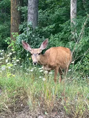 a deer standing in a field of tall grass at Creekside Craftsman Cabin with Jacuzzi - Alpine Splendor 6 Mins to downtown in Boulder