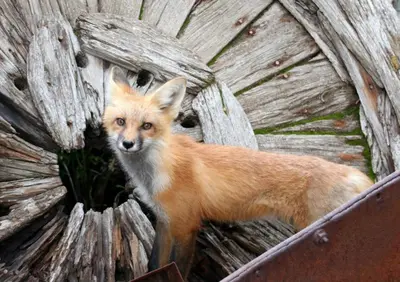 a fox standing in front of a wooden wall at La Riva Del Lago Condo: Downtown, Close to Everything in Dillon