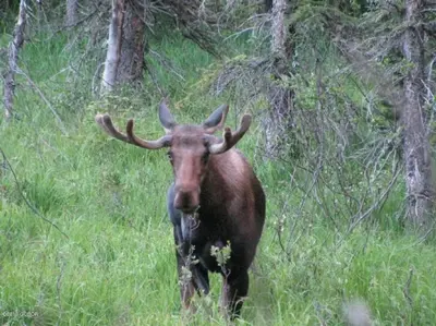 a bull moose standing in a field of grass at Majestic Views - Steps to the Trails! in Fraser