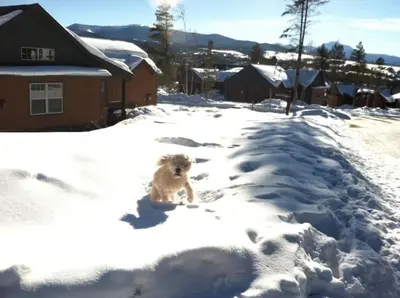 a dog is sitting in the snow at Majestic Views - Steps to the Trails! in Fraser
