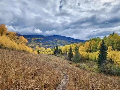 a dirt road in the middle of a field with trees at Peakside Escape 178 home in Silverthorne