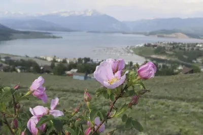 a bunch of pink flowers on a hill with a lake at Lakeview Peaks in Dillon