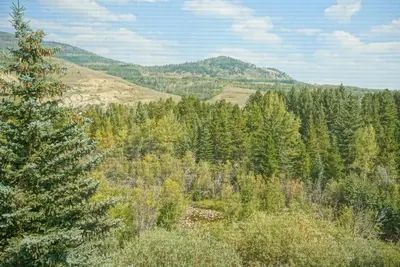 a pine tree in the middle of a forest at Hot Tub, Blue River in Backyard, Close to 5 Ski Resorts, On Free Bus Route, New Listing in Silverthorne
