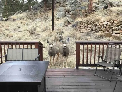 three deer standing on a deck with a table and chairs at Lux 3BR Home - Wildlife & Views near RMNP in Estes Park