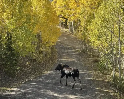 a black dog walking down a dirt road at Valley View Vistas lodge in Nederland