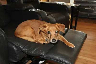 a brown dog laying on a black leather chair at Heron Pond in Broomfield