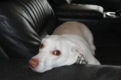 a white dog is laying on a couch at Heron Pond in Broomfield