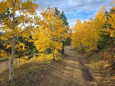 a dirt road lined with trees with yellow leaves at Moose Manor in Golden