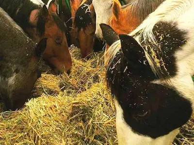 a group of horses and cows eating hay at Cozy and Authentic Tipi Rental on Working Horse Ranch near Denver, Colorado in Hudson
