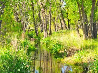 a small stream in a wooded area with trees at Cozy and Authentic Tipi Rental on Working Horse Ranch near Denver, Colorado in Hudson
