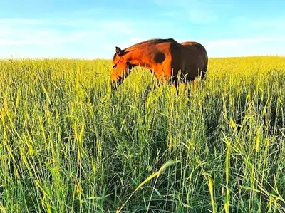 a horse standing in a field of tall grass at Cozy and Authentic Tipi Rental on Working Horse Ranch near Denver, Colorado in Hudson