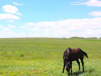 a brown horse grazing in a field of grass at Cozy and Authentic Tipi Rental on Working Horse Ranch near Denver, Colorado in Hudson