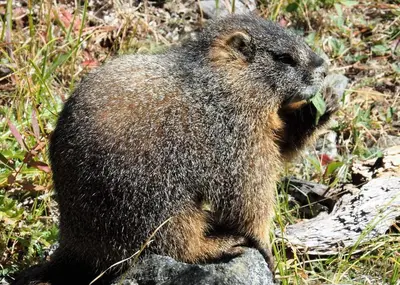 a small animal sitting on a rock on the grass at Aspen Meadows C-303, 0017 in Granby
