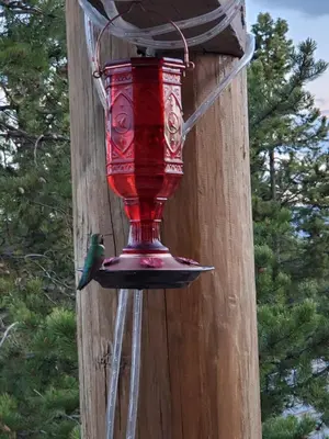 a bird on a red feeder on a utility pole at Blackhawk in Grand Lake