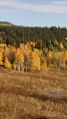 a field with autumn trees in the background at Bluejay bunkhouse in Grand Lake