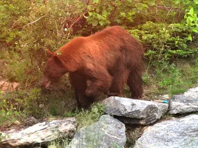 a brown bear walking in the grass near some rocks at Spacious Cabin with Breathtaking Views near Rocky Mountain National Park, Colorado in Estes Park