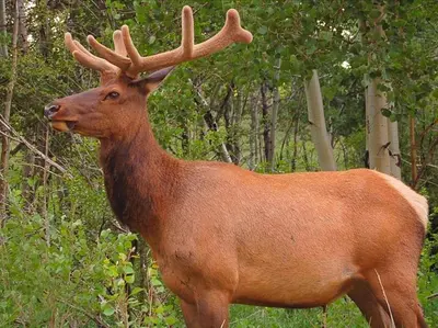 a large deer with antlers standing in a forest at Spacious Cabin with Breathtaking Views near Rocky Mountain National Park, Colorado in Estes Park