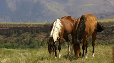 two horses grazing in a field of grass at Western-Style Ranch Getaway for Two Guests near Fort Collins, Colorado in Livermore