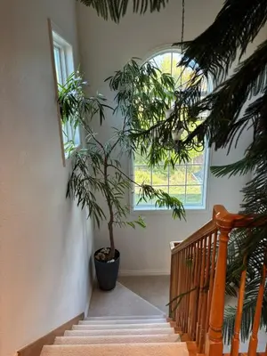 a tree in a pot next to a staircase at A Peaceful Slice of Heaven Near Boulder in Niwot