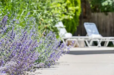 a row of purple flowers next to a row of chairs at Heated Pool BBQ Cabana Gardens in Denver