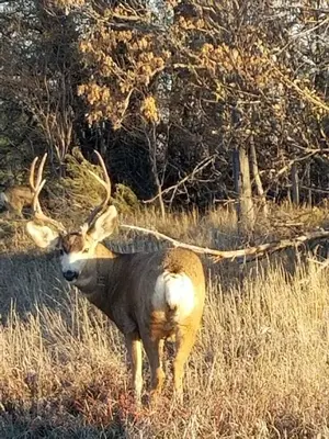a deer standing in a field of tall grass at West Denver Home 8 Beds! Game Room in Lakewood