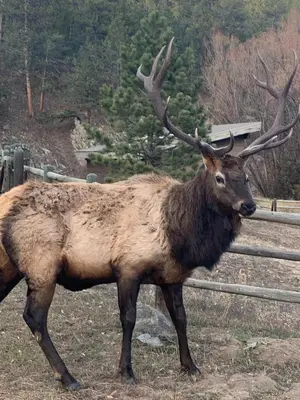 a brown elk with horns standing in a field at Your Mountain Retreat in Loveland
