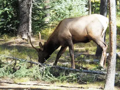a antelope with horns eating grass in the woods at Columbine Cabin, 0019 in Grand Lake