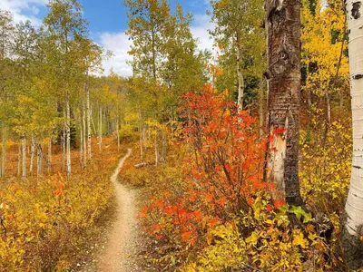 a dirt road in a forest with colorful trees at Great Deck with Gas Grill, Outdoor Firepit, 2 Blocks From Main Street in Grand Lake