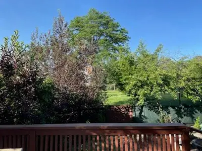 a view of a yard with trees and a fence at Sunny and Spacious, Hottub, Piano, Guitars, Fenced Yard, Pets Welcome, LGBT Friendly in Westminster
