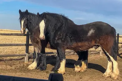 a black and white horse standing next to a fence at Yak Ranch with Mountain Views, Near Wellington!