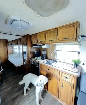 a dog standing in the kitchen of an rv at Cute Vintage Caravan for a Peaceful Escape in Niwot, Colorado in Niwot