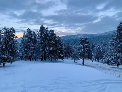 a group of trees covered in snow in a field at Pinebox at Evergreen Modern 20Acres -Serene-Creek in Evergreen