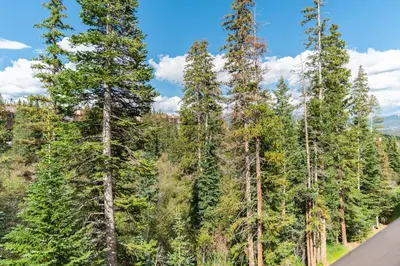 a group of tall pine trees on the side of a road at Buffalo Ridge Village 314G in Silverthorne