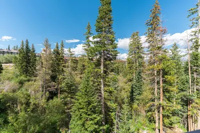 a group of tall pine trees on a hill at Buffalo Ridge Village 314G in Silverthorne