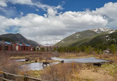 a group of animals standing in a river with mountains at Snowdance 103 Building A in Keystone