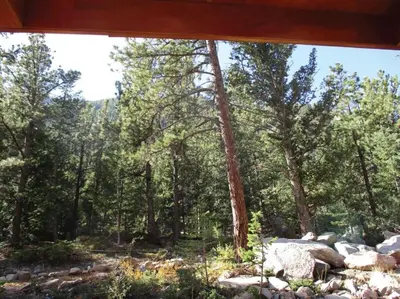 a view of the woods from the window of a cabin at Iron Horse Cabin at Base Camp Lodging Company in Dumont