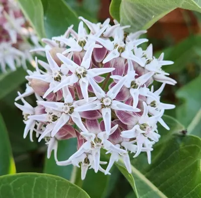 a cluster of white flowers on a plant at Pet Friendly Suite with Fenced Garden, HotTub, Sauna in Denver