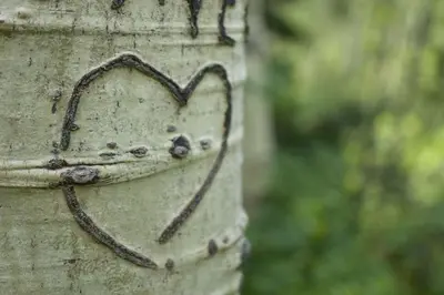 a heart drawn on the side of a tree at St Marys Glacier Getaway in Idaho Springs