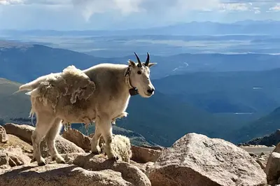 a goat standing on top of a mountain at St Marys Glacier Getaway in Idaho Springs
