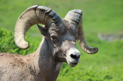 a goat with long horns standing in a field at St Marys Glacier Getaway in Idaho Springs
