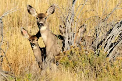 two deer standing in a field of tall grass at St Marys Glacier Getaway in Idaho Springs
