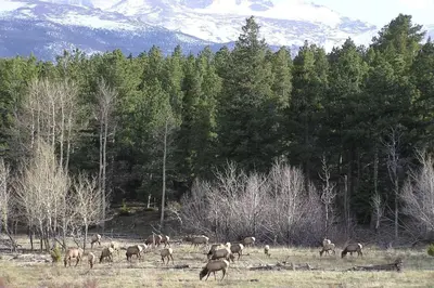 a herd of animals grazing in a field with trees at Studio at St Marys Glacier in Idaho Springs