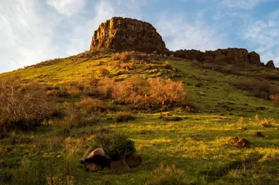 a cow laying in the grass on a hill at New Denver Escape. 3 bedroom. Near everything. in Denver