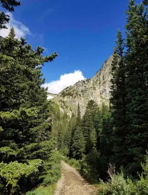 a dirt road through a forest with a mountain at Blue Bear - Perfect Mountain Getaway in Idaho Springs