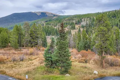 a pine tree in a field next to a road at Snowdance C304 condo in Keystone