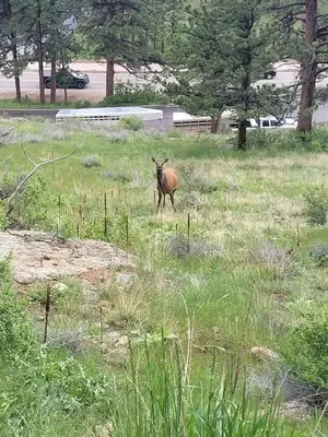 a goat standing in a field of grass at Cabin 3- Cozy updated cabin 5 min to RMNP in Estes Park